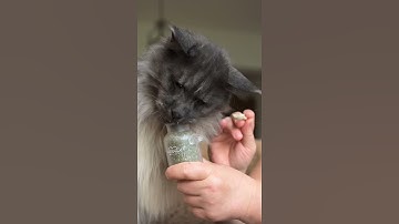Maine Coon ViVo on catnip 🤪