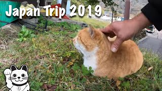 Japan Trip 2019 🇯🇵😺🏮🎎🚠⛩️ #japan #japantravel by Lucky Cat Adventures 😺 221 views 4 years ago 9 minutes, 58 seconds