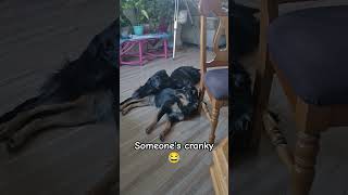 She's the crankiest pupp ever! #cranky #crankypuppy #mad #angrypuppy #siblinglove #leavemealone