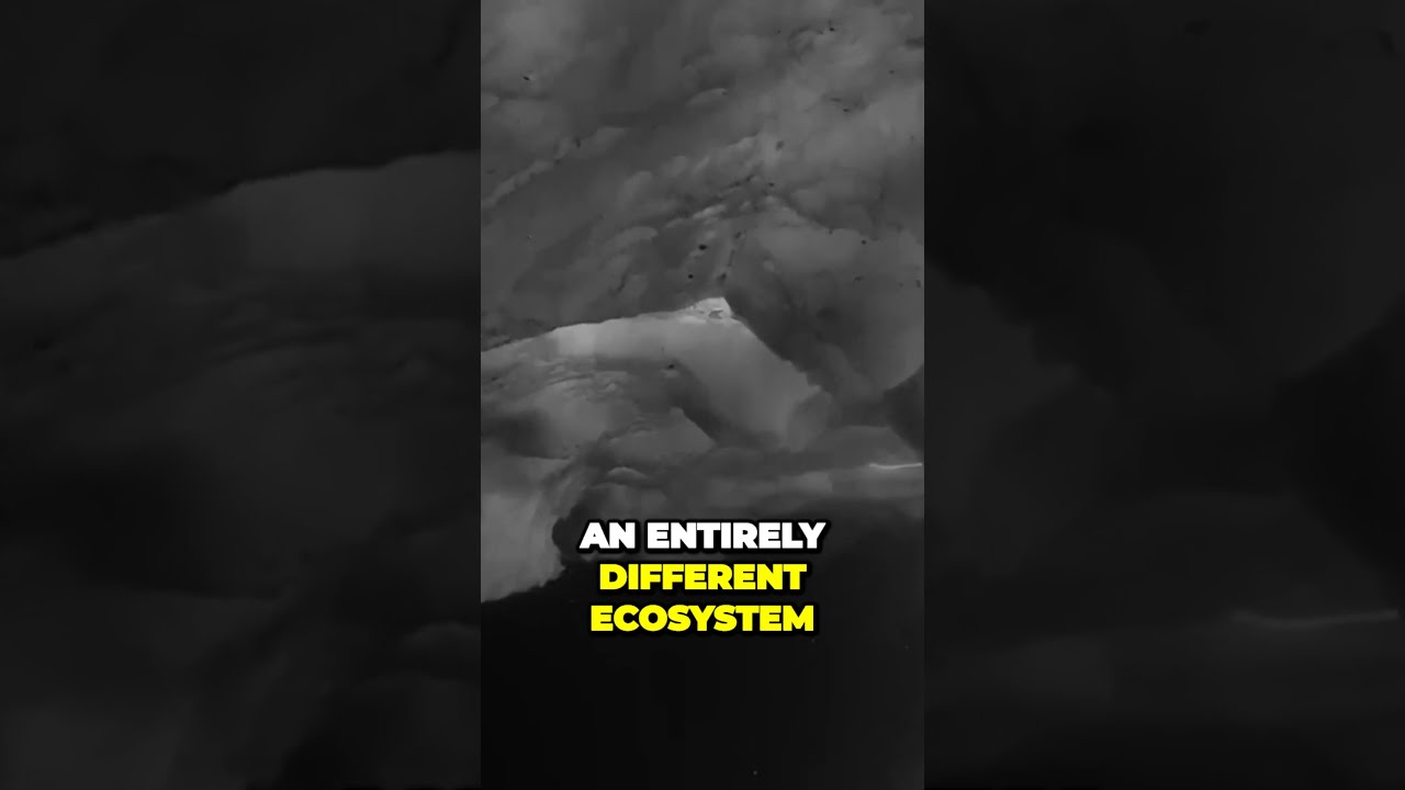Hidden Wonders Unveiling Thriving Ecosystems Under Antarctic Waters