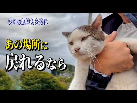 【行方不明のシロ：音楽編】シロの気持ちを歌にしました――あの場所に戻れるなら（フル）【オリジナル曲】
