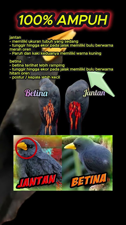 ciri ciri jalak rio jantan dan betina 100% akurat #jalakrio #riorio #burungmasteran