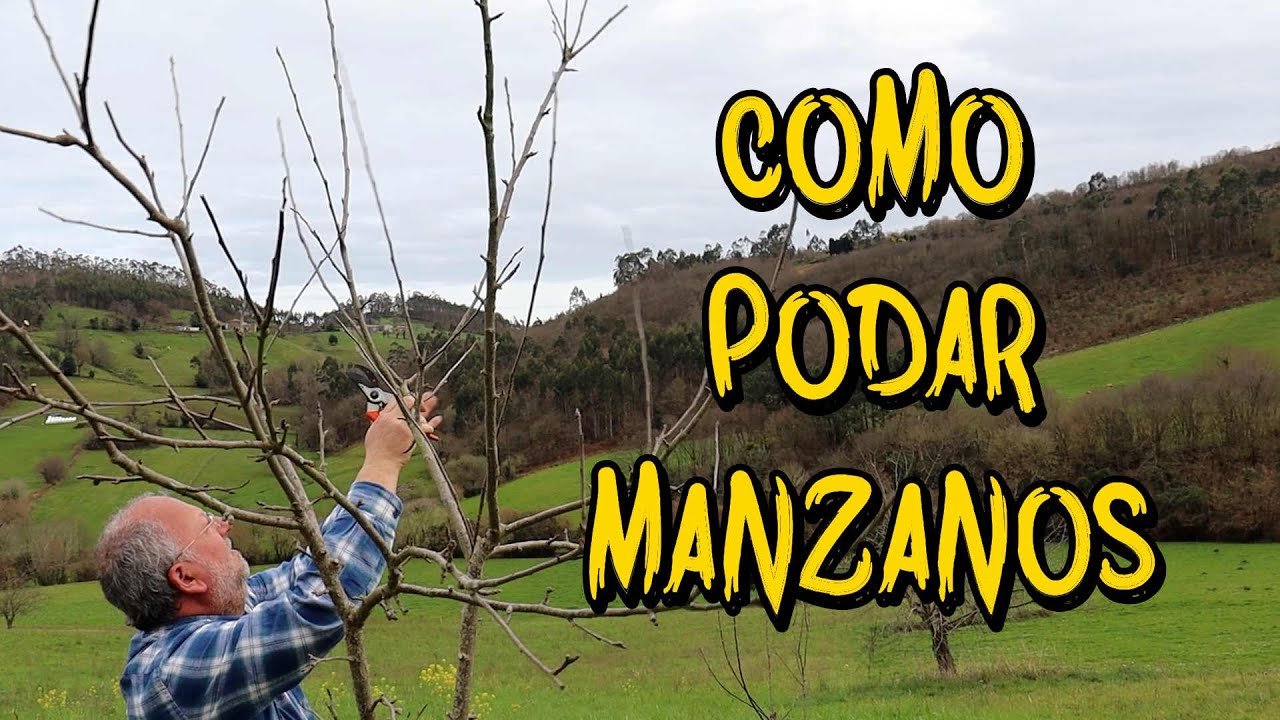 🍎 Cómo podar un manzano: Guía paso a paso para una cosecha abundante