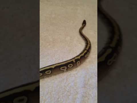 Ball pythons playing