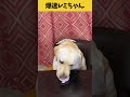 【ASMR 爆速レミちゃん51】食事中に怒り出すレミちゃん😅/Raw Feeding Dogs asmr #shorts