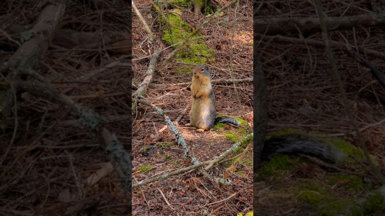 Curious Columbian Ground Squirrel 