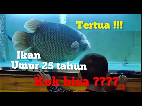 Ikan Gurame Yang Paling Besar