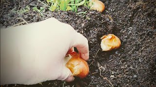 Bulb Haul: Finally Bought $100 in Bulbs! Daffodils, Giant Lily, Botanical Tulips! 🌷