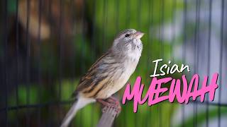 PALING DICARI!! MASTERAN KENARI ISIAN BLACKTHROAT GACOR SUARA JERNIH CEPET MASUK