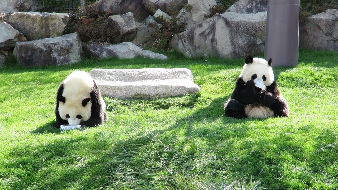 Twin pandas love panda milk 🐼🐼 They drink it together happily