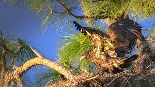 Eaglet at Hammock of Fenney by Alan Terwilleger 21 views 2 weeks ago 40 seconds