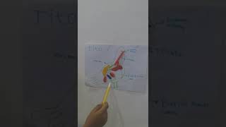 sistem pernapasan burung