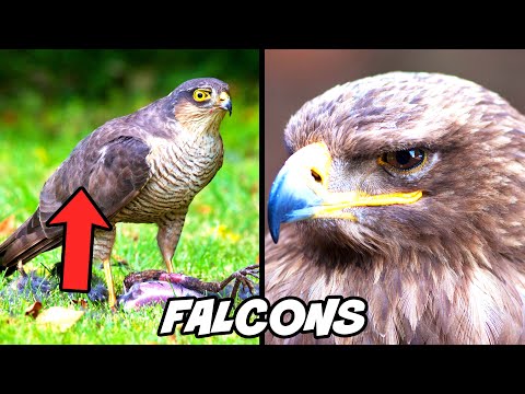 TOP 10 FALCON FACTS