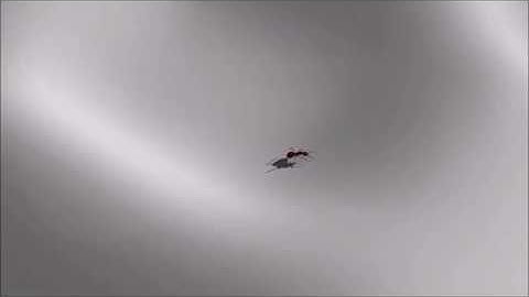 A Neuro-Musculo-Skeletal Model for Insects With Data-driven Optimization