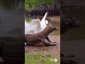 🦎 Komodo Dragon Vs Angry Goose #viral #shorts कोमोडो ड्रैगन Vs गुस्सैल हंस🪿