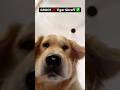 Warning: Objects in camera are closer than they appear 📸 🐶