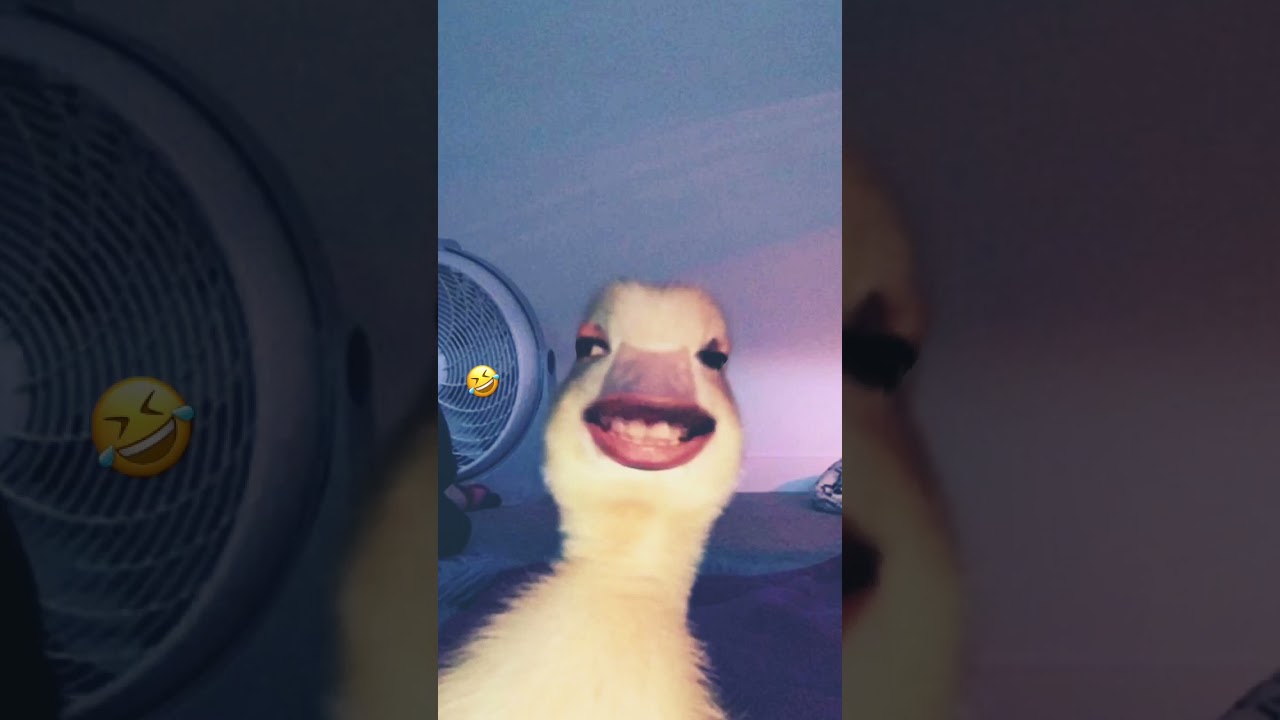 Chicken wing song 🤣🤣 YouTube