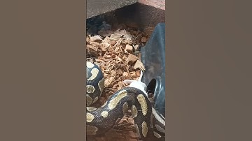 ball python looses snack 🤦‍♂️😵 (snake feeding time lapse)