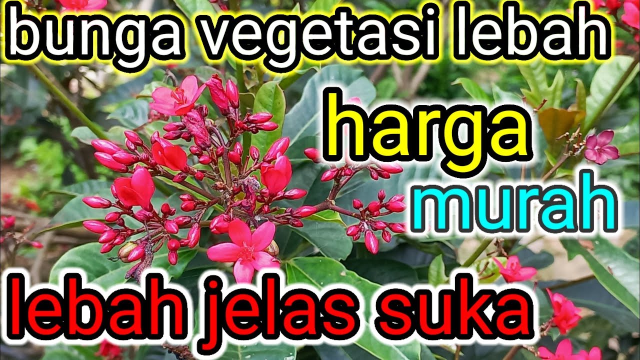 vegetasi lebah klanceng atau bunga vegetasi buat lebah trigona 