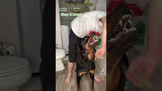 The Growling Sweet Rottweiler. The Video That Reached Over 100 Million Views #Bearfromtiktok