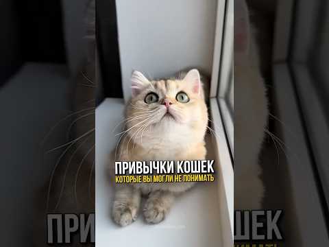 Привычки кошек, которые вы могли не понимать.🐈