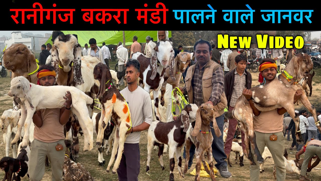 पालने वाली बकरियाँ और बच्चे 10/03/26 रानीगंज बकरा मंडी अमेठी यूपी| Raniganj Goat Market | Ziya Vlogs