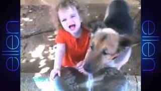 Animals Are Smarter Than Humans58