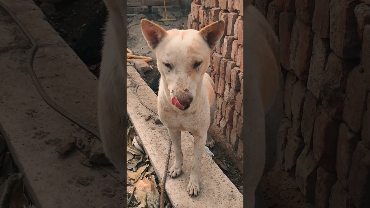 hungry dog help 🤗