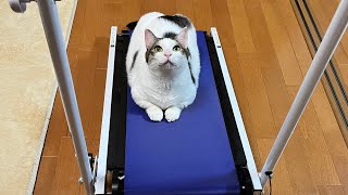 「実は僕も走ってみたかった」と思う猫