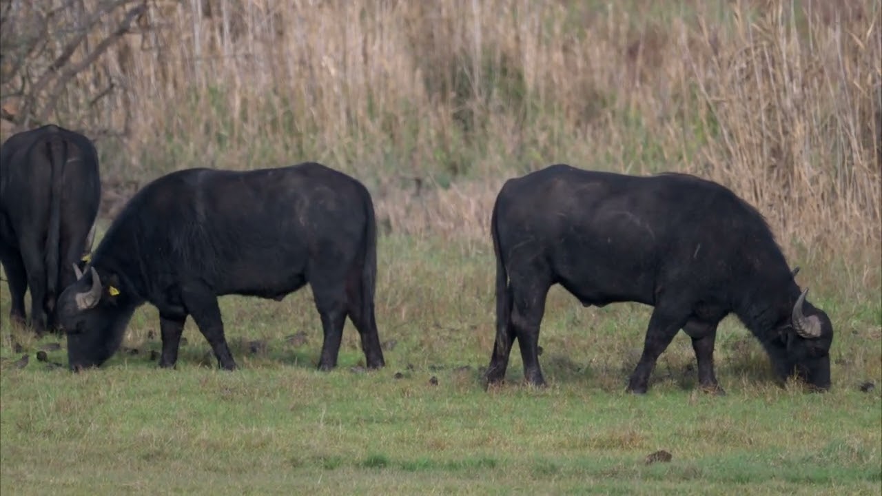 Im Herbst, das Leben am Fuß, in Thüringen im schönen Werratal