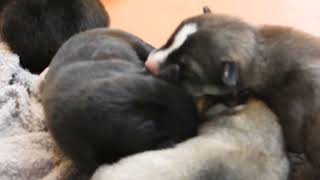 Adorable puppies has two day E/P4