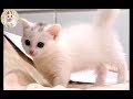 可愛い赤ちゃんマンチカン　Cute baby Munchkin cat!