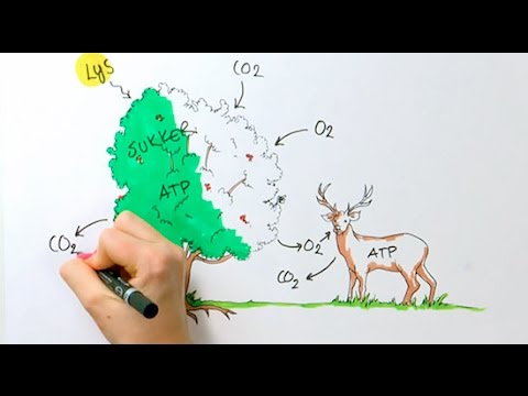 Video: I forbrenningsreaksjonen til hekyn?