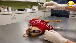 Funny Moments Of Dogs And Cats Panicking At The Vet 💉🤣
