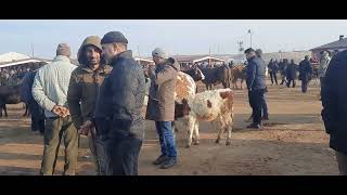 agri hayvan borsasında alım satım fiyatlari çok yüksek
