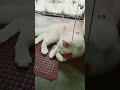 Persian Cat 😂😺🐈🐾 #enjoy #cat #youtube #cute #love #kitten