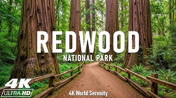 Redwood National Park 4K -The Ancient Giants, Walk Among America’s Oldest and Tallest Trees