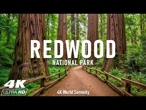 Redwood National Park 4K The Ancient Giants Walk Among America S Oldest And Tallest Trees