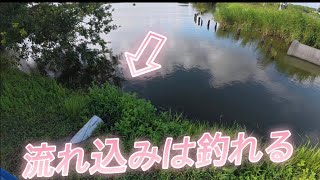 「流れ込みは釣れる」山ノ神沼　#小物釣り