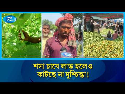 আলুতে লোকসান, শশায় ফিরছে সুদিন; তবুও কেন দুশ্চিন্তায় কৃষকরা? | Cucumber Farming | Rtv