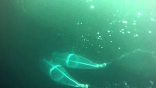 1110NH-BongoNet_Deploy_Recover