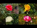 Most beautiful and Exotic Rose flowers (FHD1080p) | ಬಣ್ಣ ಬಣ್ಣದ ಗುಲಾಬಿ ಹೂವುಗಳು