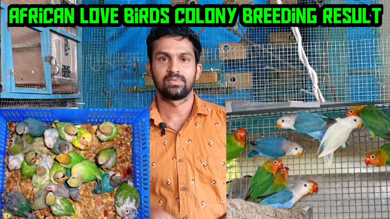 African Love Birds Colony Breeding Results in Tamil