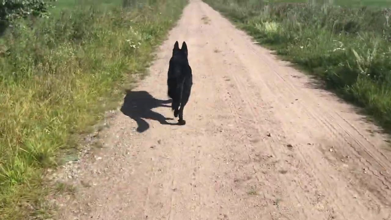 Die eigene Einstellung in der Hundeerziehung, oder was bin ich mir selber wert