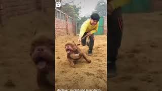 Pitbull Dog Status | Dog Fight | #pitbull #shortvideo | Pitbull PBX5 #viral #pitbulldog #viral