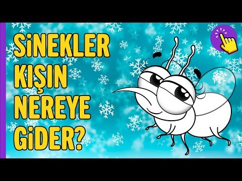 Video: Sivrisinekler Ne Kadar Yaşar