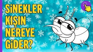 Sinekler kışın nereye giderler | İlginç Bilgiler | Aklında Olsun