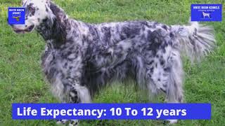 English Setter Dog Breed Information | Short | WMK