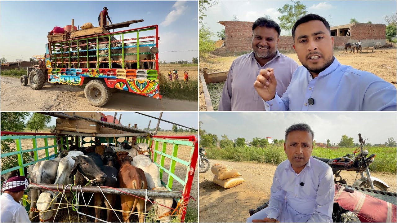 16 Qurbani Ke Janwar Baichna Mushkil Hogya 😢