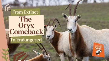 From Extinct to Endangered: The Oryx Comeback Led by Monarto Safari Park
